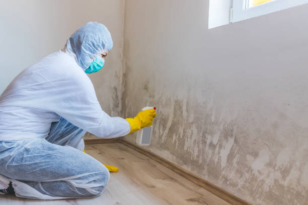 Licensed Basement Mold Remediation service in Roslyn, PA - WQB Mold Removal