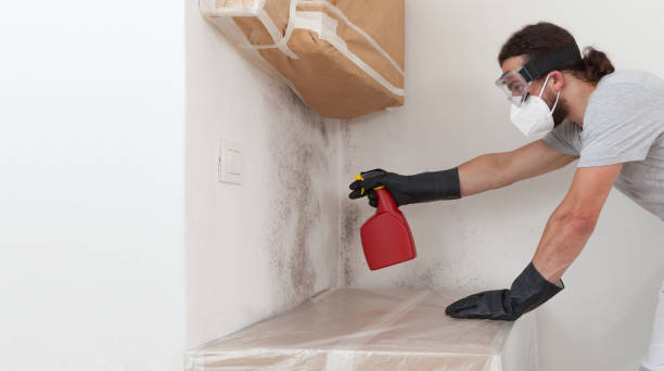 Professional Basement Mold Remediation technician working in Roslyn, PA