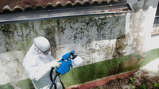Top rated local Basement Mold Remediation specialists in Roslyn, PA